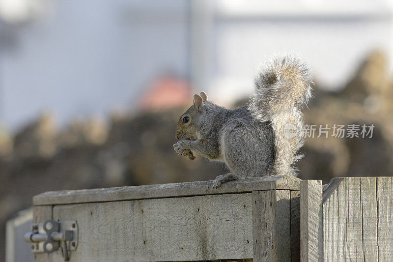 警惕的灰松鼠Sciurus carolinensis坐在大门顶上